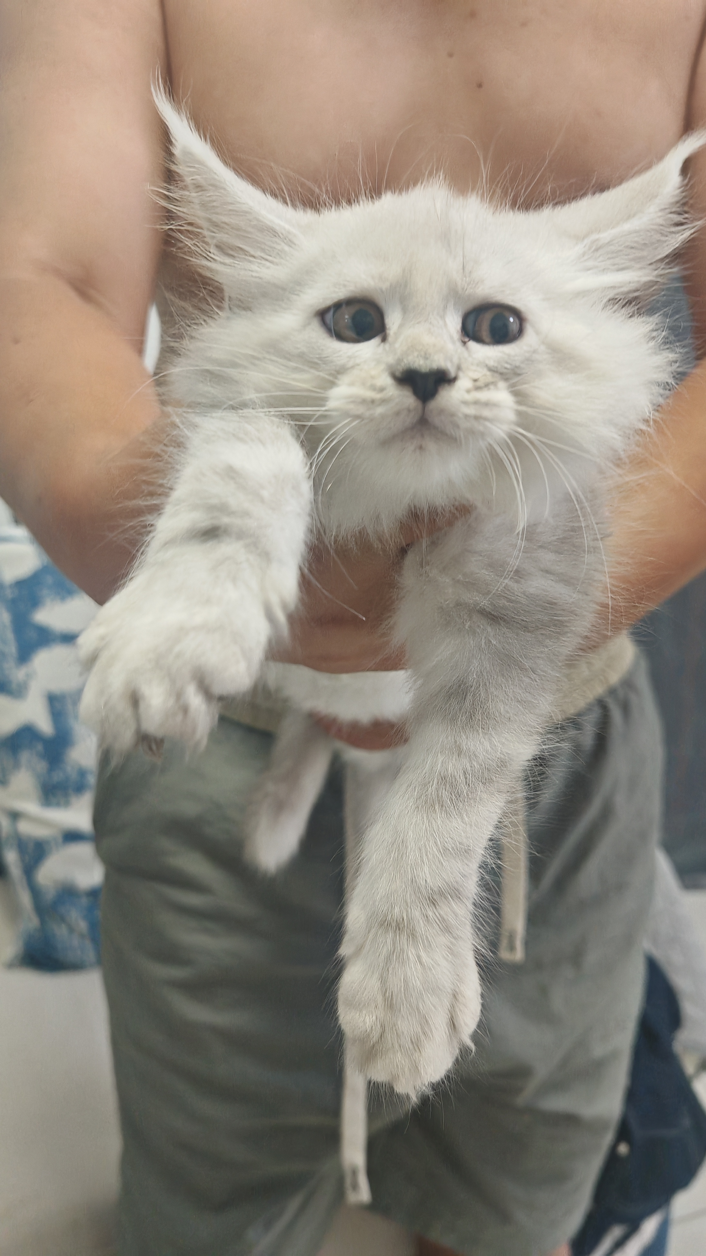 缅因猫